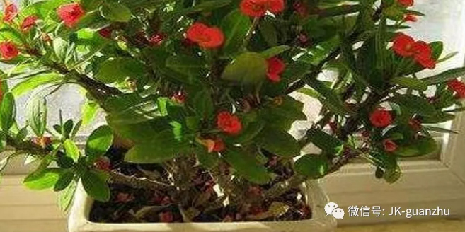 家里养花别要这4种，影响身体健康