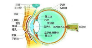 白内障术后如何护理？