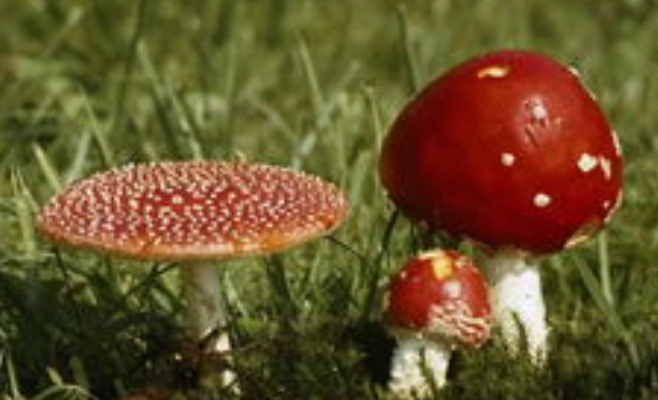 七种方法鉴别毒蘑菇